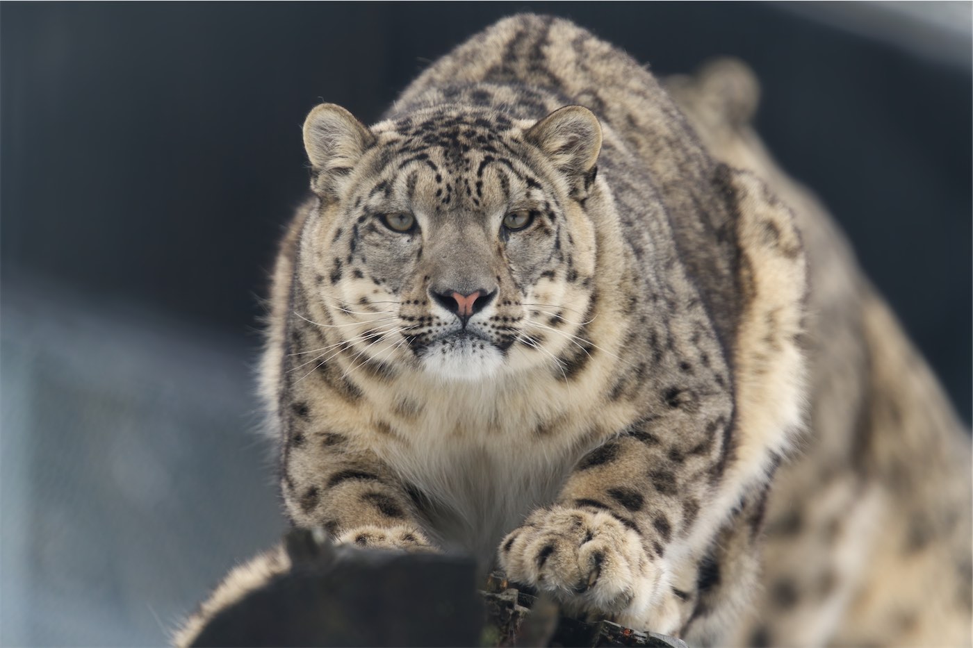 Snow Leopard 0304